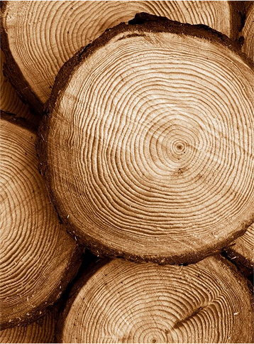 Массив дерева